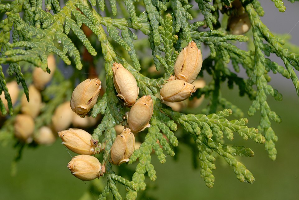 Thuja occidentalis: nuove conferme scientifiche sul potenziale omeopatico