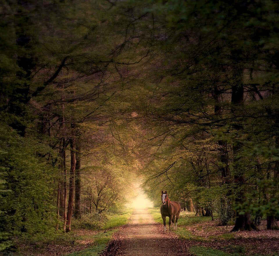Nel cuore del bosco: terapia forestale da oggi tra le medicine complementari in Toscana