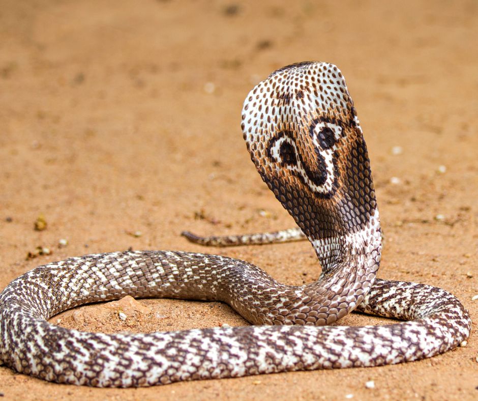 Rimedio omeopatico Naja: il veleno del cobra diventa cura