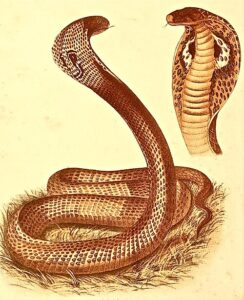 Naja tripudians