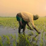 Agro-omeopatia sistemica: un approccio vincente all’agricoltura