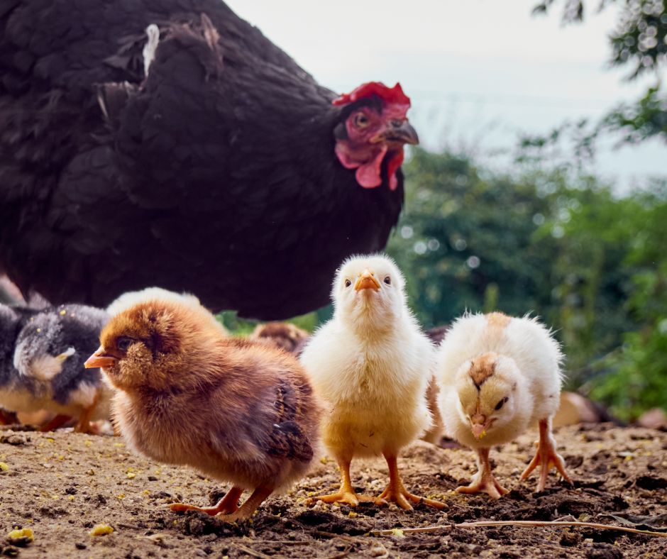 Zoonosi in aumento in Europa