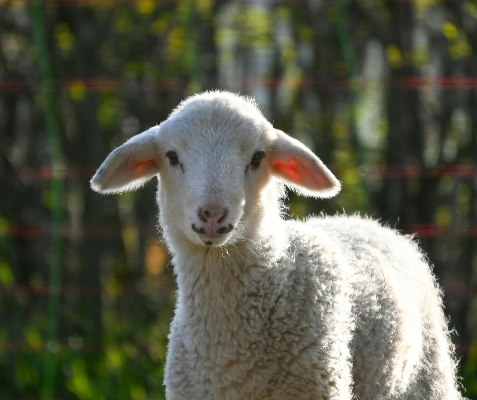 Omeopatia veterinaria: un confronto Italia-Irlanda