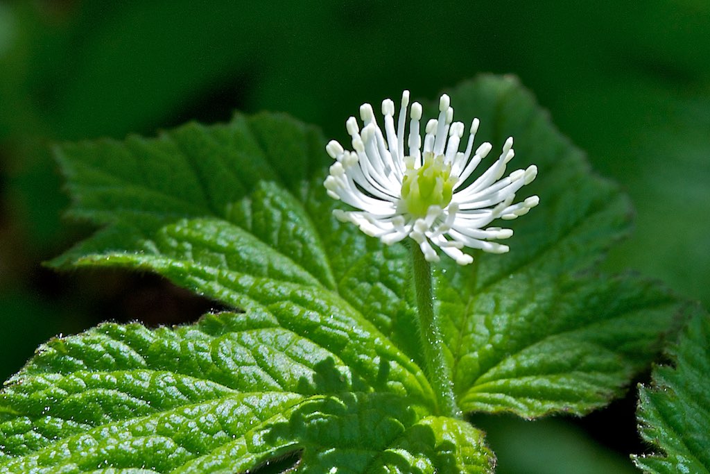 Hydrastis canadensis: il rimedio delle mucose