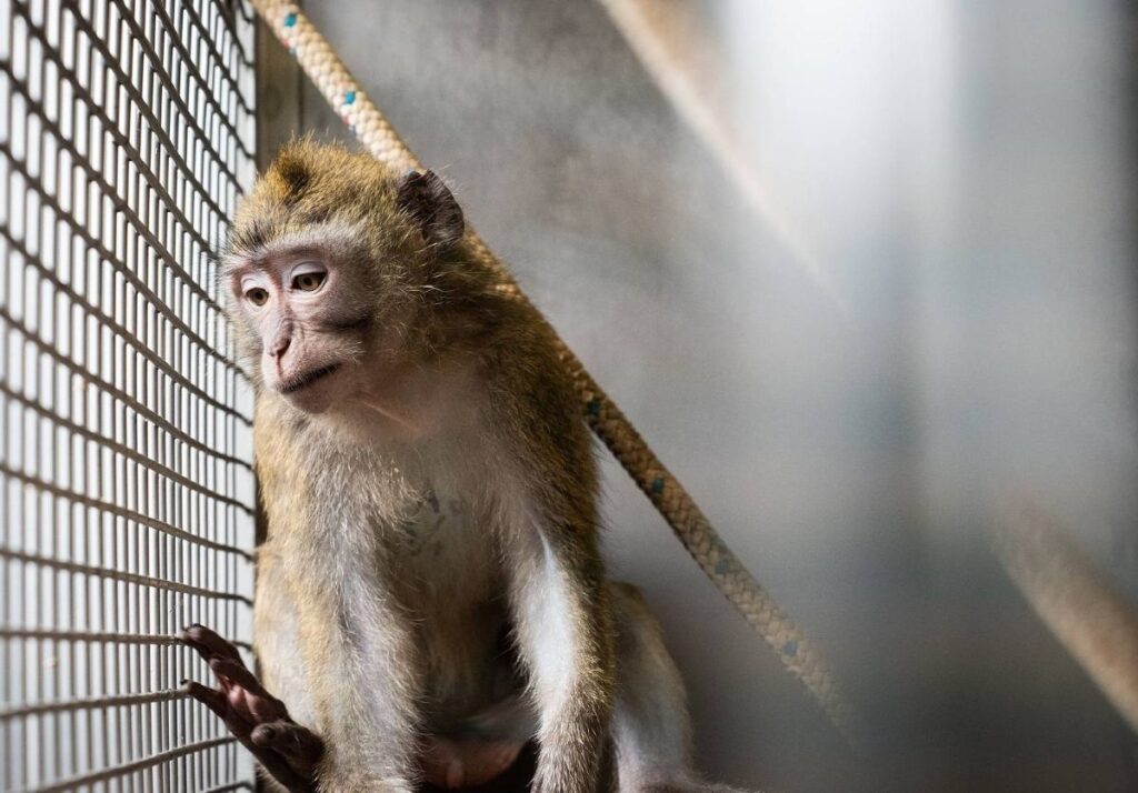 Macachi in gabbia: «liberateli!»