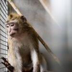 Macachi in gabbia: «liberateli!»
