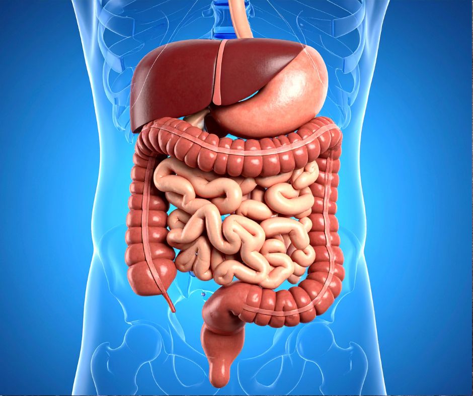 Tumore colon-retto: perché il microbiota è importante